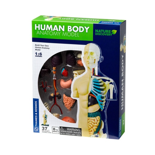 Human Body Anatomy Model i gruppen  hos Spelexperten (KOS1135)