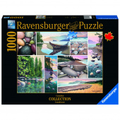 Ravensburger: West Coast Tranquility 1000 Brikker Ravensburger: West Coast Tranquility 1000 Brikker