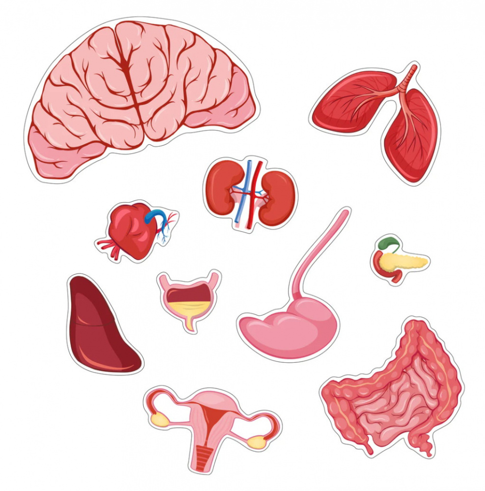Kropspuslespil Pige 36 Brikker