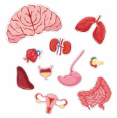 Kropspuslespil Pige 36 Brikker Kropspuslespil Pige 36 Brikker