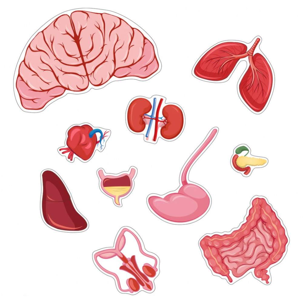 Kropspuslespil dreng 36 Brikker