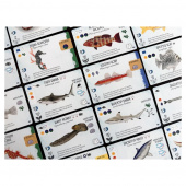Finspan: Sharks & Reefs (Exp.) (EN) Finspan: Sharks & Reefs (Exp.) (EN)